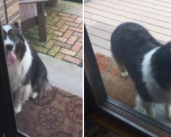 Every Day, This Dog Walks 4 Blocks On His Own Just To See His Senior Friend