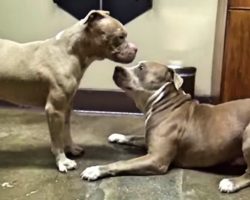 Two Rescued Pit Bulls Befriend One Another – And Their Meeting Charms Everyone!