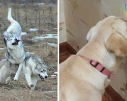 18 Dog Fails That Are So Funny You’ll Feel Bad For Laughing