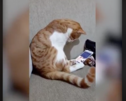 Cat sees his owner who died years ago and can’t hold it in when he sees the video