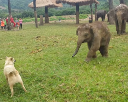 Baby Elephant Gets Frustrated When Playing Chase With The Dog