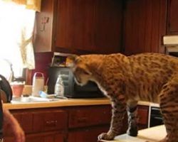 Boy saves bobcat from forest fire and days later cat thanks him in the most incredible way