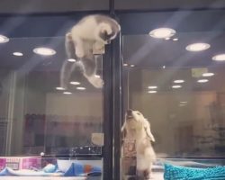 Kitten Escapes Pet Store Display To Meet Its Lonely Dog Friend