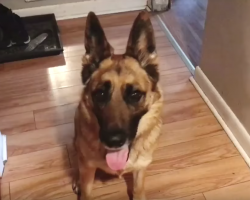 German Shepherd Waits For ‘Mom’s Word’ To Wake Each Kid For School In The Morning
