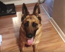 German Shepherd Awaits Mom’s Word To Wake Each Kid For School In The Morning