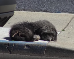 Lonely Dog Abandoned On The Street Just Wanted Someone To Trust