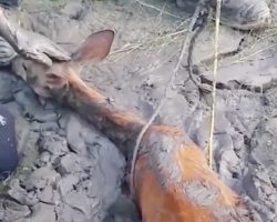 Deer trapped in mud pool fights for life – Then man reaches hand down and does the only right thing