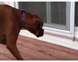 Dog’s Reaction To His Greatest Fear Has His Mom In Hysterics