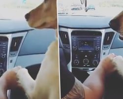 Dog Makes Woman Sit In Back Of Car Then Holds Hands With Her Husband