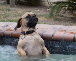 Dog jumped into the hot tub, his reaction has left more than 2 million people in stitches