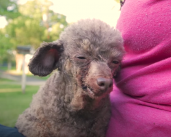 Dog Rescued From A Dark Basement Sees Sunlight For The Very First Time