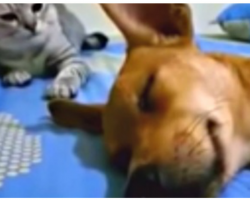 Dog Farts While Sleeping, The Cat’s Comeback Had Audiences “Going Wild”
