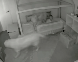 Dogs Wake Toddler And Convince Her To Escape Her Room To Find Them Snacks