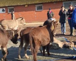 Donkeys Say Emotional Goodbye To Their Deceased Friend