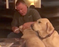 Dog Watches Sister Get Ear Drops, Adorably Thinks He Needs Them Too