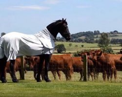 Elegant Friesian Horse Meets The Neighbor’s Cows