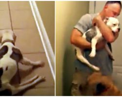 Paralyzed Pit Bull Loses It When Her Dad Comes Home After 6-Month Deployment