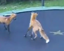 Homeowner Catches Foxes On Trampoline And It Brings Her To Tears Of Laughter