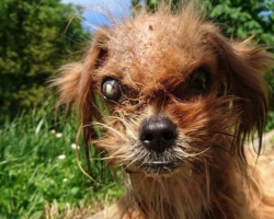 Rescuer Never Dreamed Scary-Looking Street Dog Would End Up So Beautiful