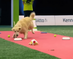 Golden Retriever Gets Hilariously Distracted During Televised Dog Race