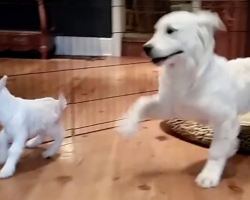 Golden Retriever Puppy Loses His Grip When He Meets A Baby Goat