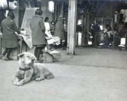 Newly Discovered Photo of The World’s Most Loyal Dog Hachiko Shows Him Waiting For His Human