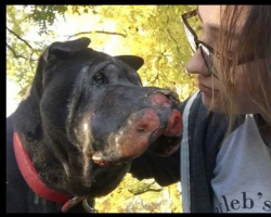 Girl Rescues Dying Dog And Then He Let’s Her Know It’s Time To Say Goodbye