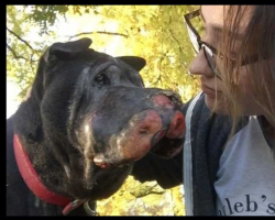 Girl Rescues Dying Dog And Then He Lets Her Know It’s Time To Say ‘Goodbye’