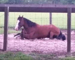 Baby Goats Spot Resting Horse And Within Moments It Becomes Comical Scene Caught On Film