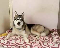 Husky’s Just Trying To Rest When His Favorite Song Comes On The Radio