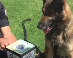 Officer Presents K9 With Jack-In-The-Box, And The Dog Lives Up To His Job Description