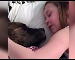 Little Girl Calms Her Frightened Foster Dog With The Sweetest Song