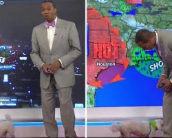 Little Dog Interrupts Live Broadcast, But The Weatherman’s Reaction Steals the Show