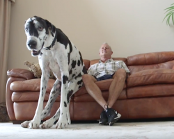 Meet Lizzy, The World’s Tallest Female Dog