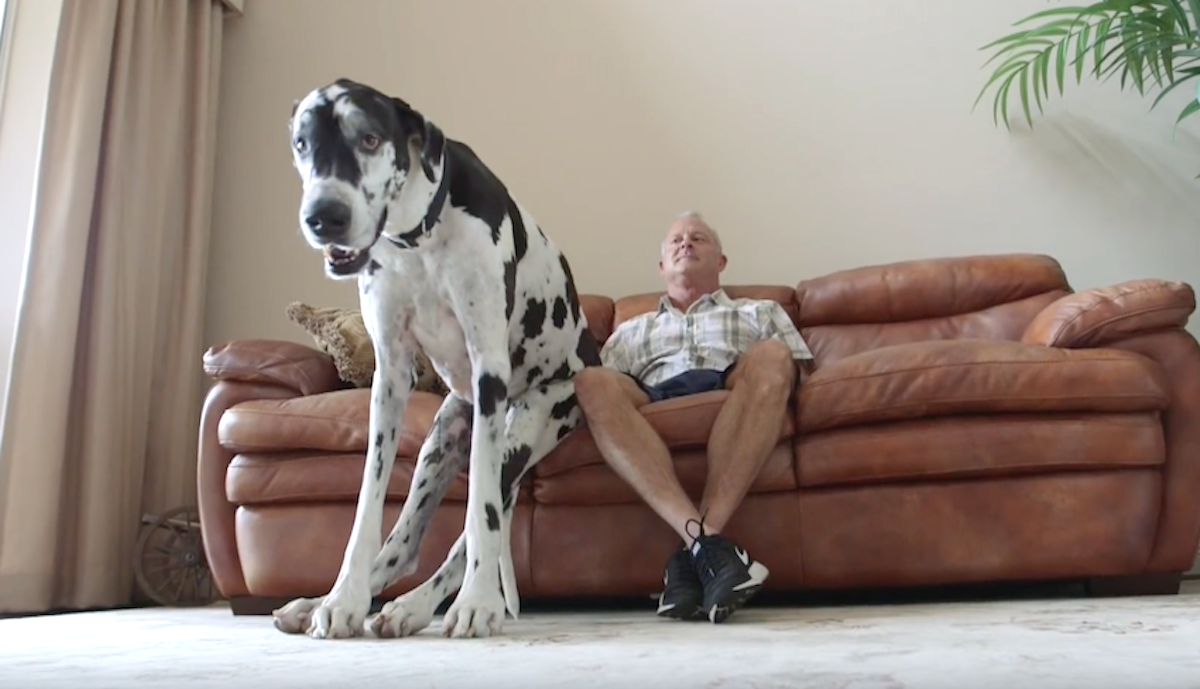 Meet Lizzy, The World’s Tallest Female Dog