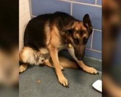 Loyal dog abandoned at shelter because his family are having a baby