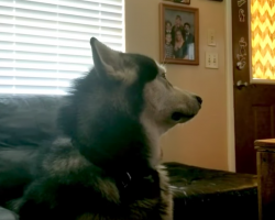 Mad Malamute Won’t Even Look At Mom After Getting A Bath