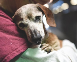 Blind, 18-Year-Old Shelter Dog Meets Her First Person And Refuses To Let Go