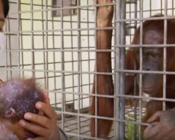 Orangutan Hasn’t Seen Baby Since Kidnapping Until Unforgettable Reunion