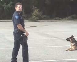 Police dog walks towards the car, 20 seconds later he leaves all the officers in awe