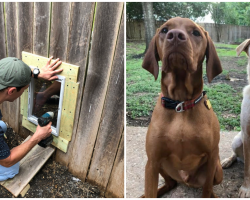 2 Neighbor Dogs Become Soulmates– Their Humans Install Fence Door So They Can Be Together