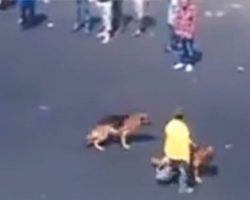 Punk Decides It Would Be Funny To Throw Bricks At 2 Innocent Dogs — Then Karma Strikes Back