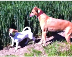 Excited dog hops through field of tall grass, kangaroo style