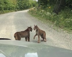 Woman Sees 2 Lynxes In Rare Standoff, But Can’t Believe Her Ears When She Rolls Down Car Window