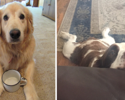 12 Dogs Who Are Getting Awfully Good At This Begging Thing