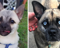 18 Pug Mixes To Make You Do A Double Take