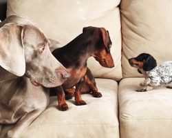 These 2 Dogs Just Got The News About The New Puppy. Their Reactions Are Priceless.