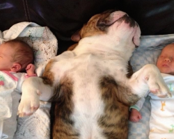 These 29 dogs just met their new human siblings
