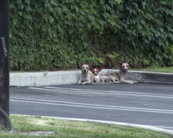 Three Chihuahuas Were Abandoned On The Streets To Fend For Themselves