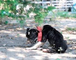 Bait Dog Was Too Depressed To Lift Her Head Before, But All That Has Changed!